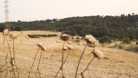 A field of freshly mown wheat. Stock Footage 91751676