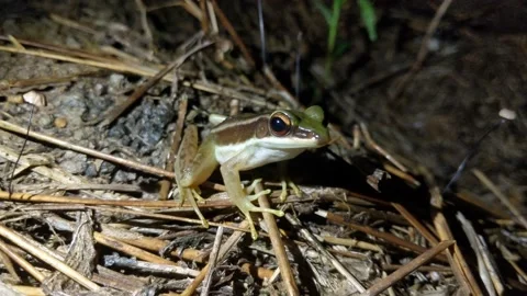 A field frog Stock Footage 220666597