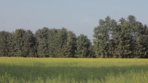 Field in front of trees Video stock 92713646