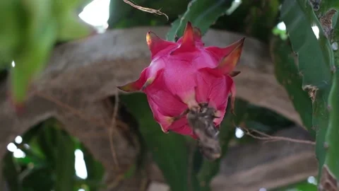 Field of fruit tree planting (dragon fruit) in the province of in rajkot, Vídeos de archivo 138812062