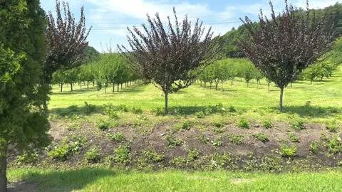 A field with fruit trees Stock Footage 248095229