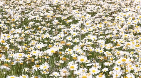 Field full of camomiles, wave of wind comes Stockbeeldmateriaal 52485628