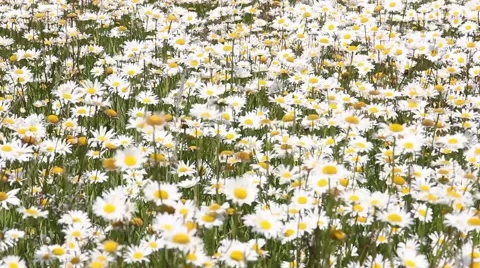 Field full of camomiles, windy Video stock 52485629