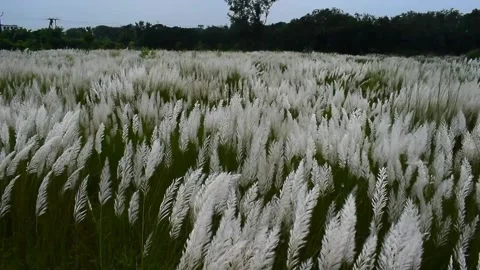A field full of catkins of full bloomed plants waving in the wind in a cloudy Stock Footage 130836365