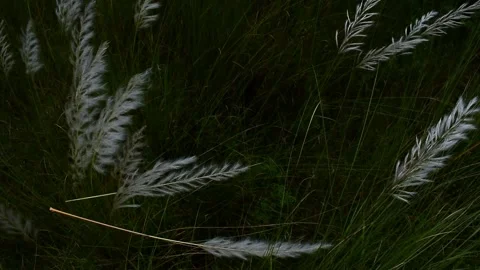 A field full of catkins of full bloomed plants waving in the wind in a cloudy Stock Footage 130836452