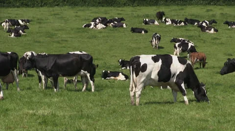 A field full of cows Stock-Footage 24670533