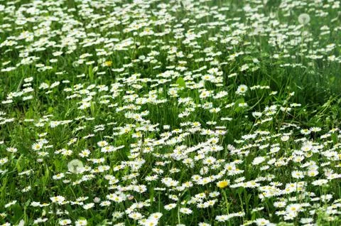 A field full of daisies Stock-Fotos