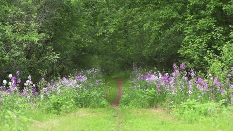 A field full of Dames Rocket line a path into the forest in Minnesota 스톡 동영상 336759889