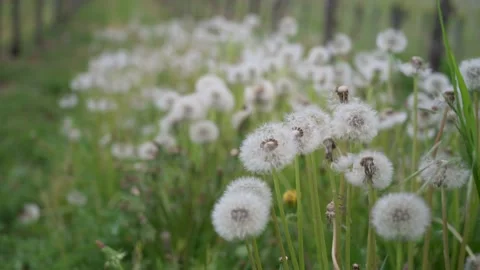 A field full of dandelions between vines on a vineyard Stock Footage 132281471