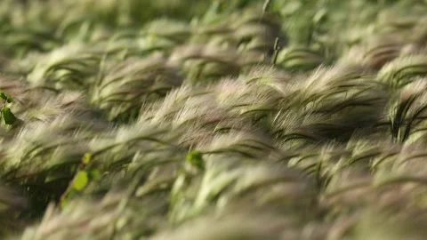 Field full of foxtails blowing in the wind in slow motion Stock Footage 199615325