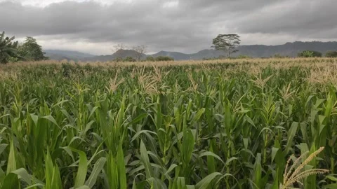 A Field Full of Fresh Young Corn Plants Stock Footage 316796482