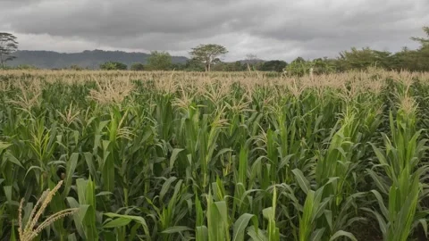A Field Full of Fresh Young Corn Plants Stock Footage 316796485