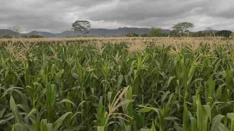 A Field Full of Fresh Young Corn Plants Stock Footage 316796490