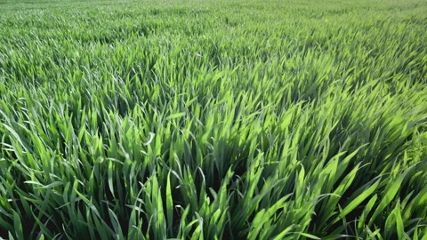 A field full of green fresh spring grass on a windy day. Stock Footage 270408251