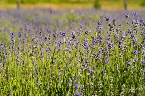 A field full of lavender Stock Photos