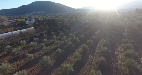 A Field Full of Olive Trees Aerial Footage Stock Footage 82643189