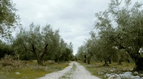 Field full of olive trees walking tracking pov steadicam Stock Footage 62586620