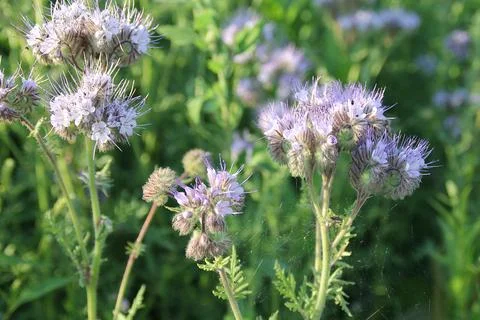 Field full of phacelia Фото
