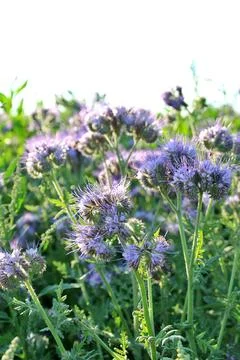 Field full of phacelia 스톡 사진