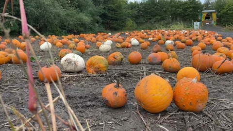 Field full of pumpkins Stock Footage 163616331