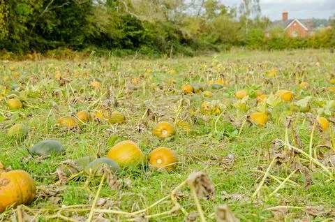 Field full of pumpkins in October Stock Photos