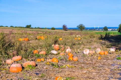 Field full of pumpkins Stock Photos