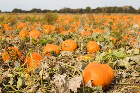 Field full of pumpkins Stock Photos