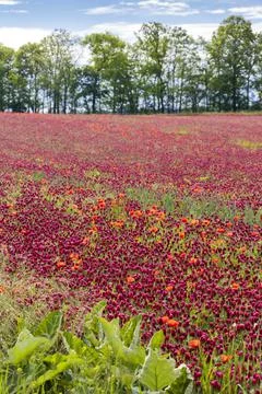 Field full of red clovers 스톡 사진
