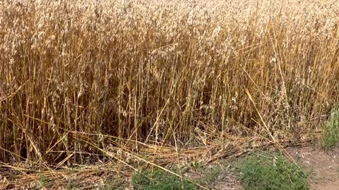 A field full of ripe oats in the background is Spis Castle Stock Footage 280850065