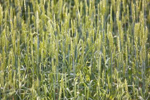 Field full of rye ears Stock Photos