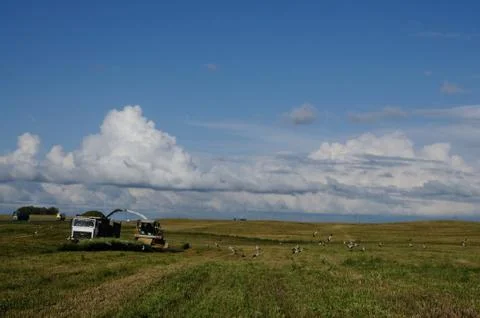 Field full of storks Stock Photos