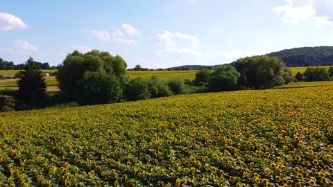 Field full of sunflowers Stock Footage 137647261