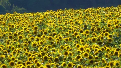 Field full of sunflowers Stock Footage 137647906