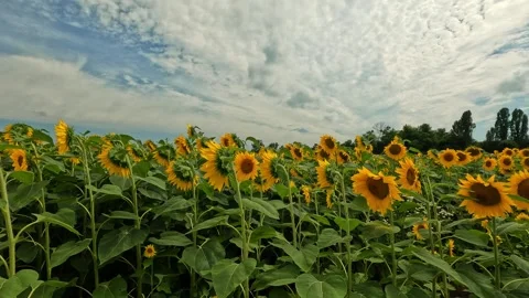 A field full of sunflowers Stock Footage 283681203