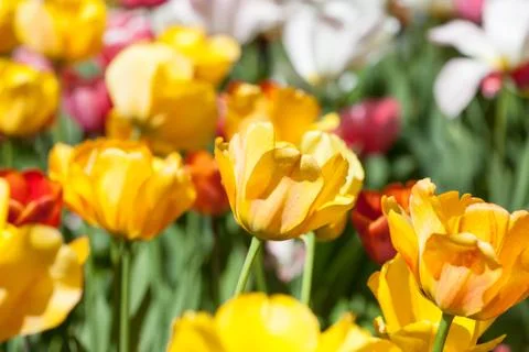 Field full of tulips Stock Photos