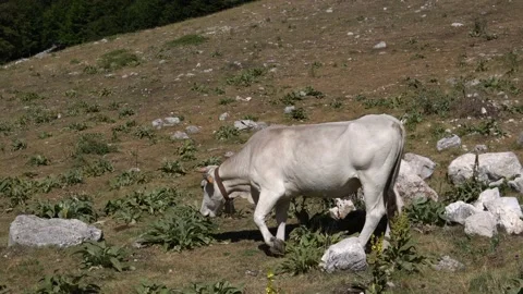 A field full of white cows. Stock Footage 142094151