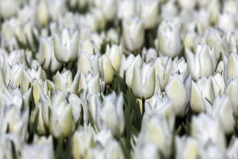 Field full of White tulips on the flower bulb field on Island Goeree-Overfl.. Stock Photos