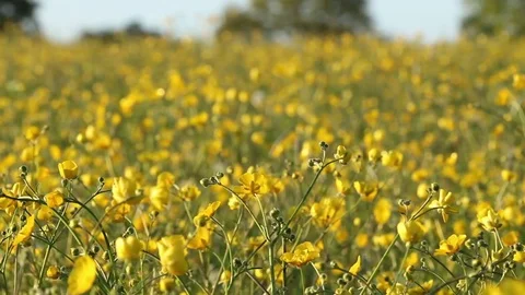 Field full of wild buttercups Stock Footage 72406236
