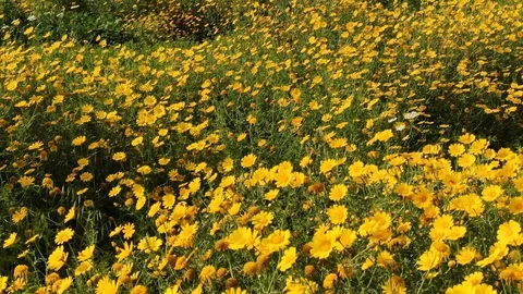 Field Full Of Yellow Daisies Stock Footage 128490343