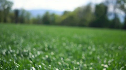 Field Full of Young Corn Plants Moving in Heavy Wind Stock Footage 113274470
