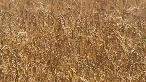 Field of fully ripe crops Video stock 73697142