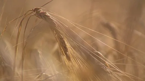 Field of fully ripe crops with shadows moving Stock Footage 73697165