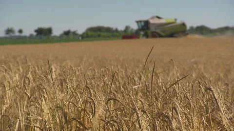 Field of fully riped crops with harvester Stock Footage 57228554