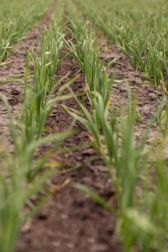 Field of garliic Stock Photos