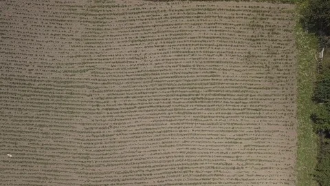 Field in georgia Stock Footage 81704738