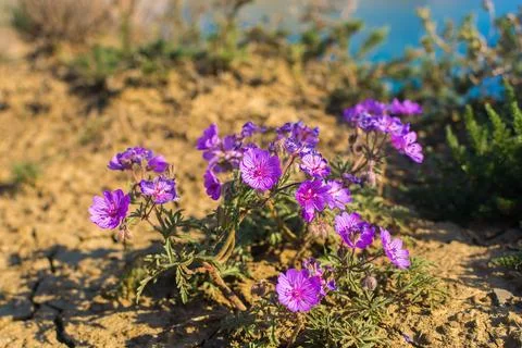 Field geranium Stock Photos