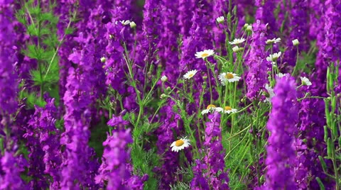 Field Of Globe Flowers On A Summer Meadow Stock Footage 24692164