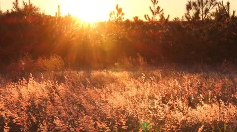 Field Glowing in the Sunset Stock Footage 60216999