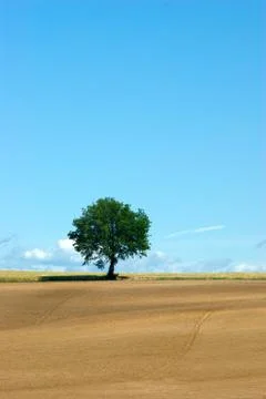 Field of gold Stock Photos