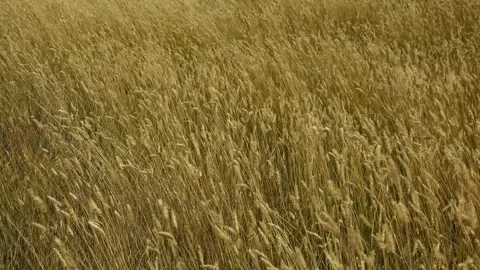 A field of golden colored dry grass is moving rapidly in a strong wind.   Stock Footage 274360338